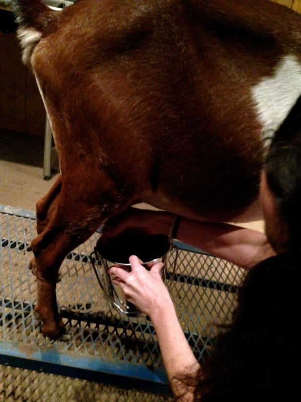 Milking a Goat