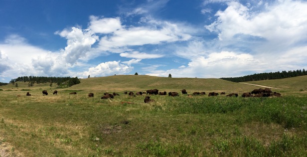 Custer State Park Buffalo Panorama
